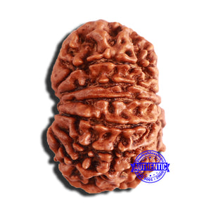 14 Mukhi Nepalese Rudraksha - Bead No. 343