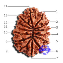 Load image into Gallery viewer, 14 Mukhi Nepalese Rudraksha - Bead No. 344
