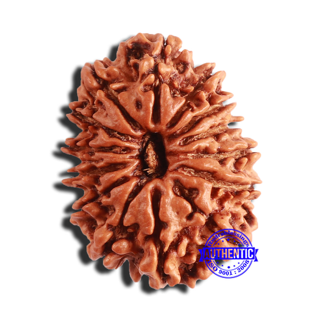 14 Mukhi Nepalese Rudraksha - Bead No. 344