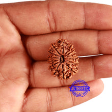 Load image into Gallery viewer, 14 Mukhi Nepalese Rudraksha - Bead No. 344
