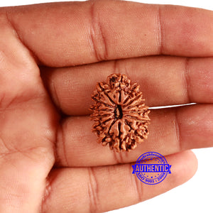 14 Mukhi Nepalese Rudraksha - Bead No. 344