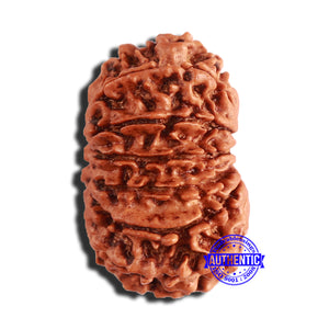 14 Mukhi Nepalese Rudraksha - Bead No. 344