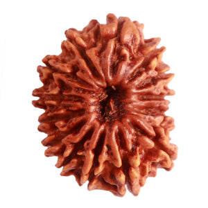 15 Mukhi Rudraksha from Nepal - Bead No. 60