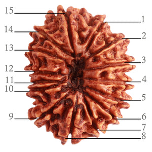 15 Mukhi Rudraksha from Nepal - Bead No. 60