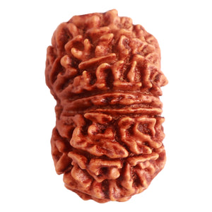 15 Mukhi Rudraksha from Nepal - Bead No. 60