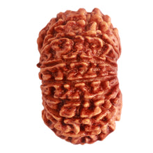 Load image into Gallery viewer, 15 Mukhi Rudraksha from Nepal - Bead No. 60
