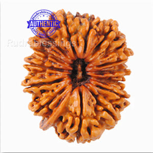 15 Mukhi Ganesha Rudraksha from Nepal - Bead No. 23