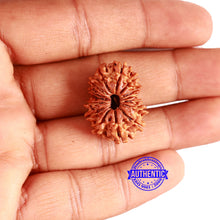 Load image into Gallery viewer, 15 Mukhi Rudraksha from Nepal - Bead No. 54
