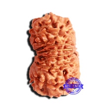 Load image into Gallery viewer, 15 Mukhi Rudraksha from Nepal - Bead No. 54
