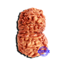 Load image into Gallery viewer, 15 Mukhi Rudraksha from Nepal - Bead No. 54
