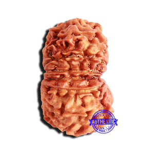 15 Mukhi Rudraksha from Nepal - Bead No. 54