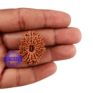 16 Mukhi Rudraksha from Nepal - Bead No. 66