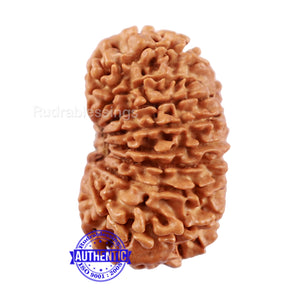 16 Mukhi Rudraksha from Nepal - Bead No. 77