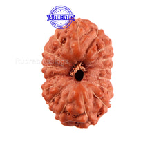 Load image into Gallery viewer, 16 Mukhi Rudraksha from Indonesia - Bead No. 209
