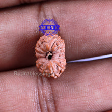 Load image into Gallery viewer, 16 Mukhi Rudraksha from Indonesia - Bead No. 209
