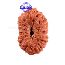 Load image into Gallery viewer, 16 Mukhi Rudraksha from Indonesia - Bead No. 209
