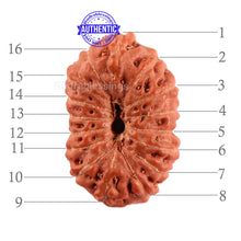 Load image into Gallery viewer, 16 Mukhi Rudraksha from Indonesia - Bead No. 209
