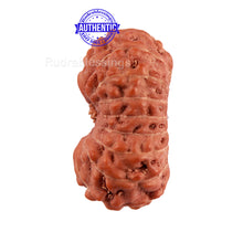 Load image into Gallery viewer, 16 Mukhi Rudraksha from Indonesia - Bead No. 209
