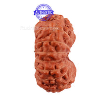 Load image into Gallery viewer, 16 Mukhi Rudraksha from Indonesia - Bead No. 209
