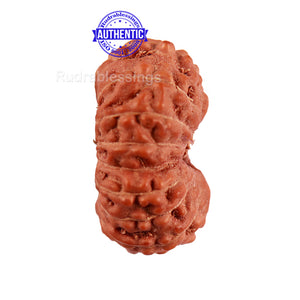 16 Mukhi Rudraksha from Indonesia - Bead No. 209