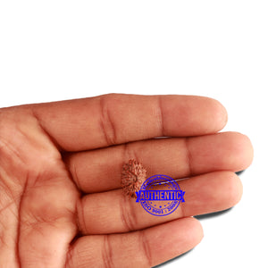 16 Mukhi Rudraksha from Indonesia - Bead No 227