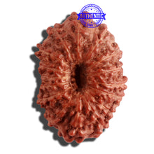 Load image into Gallery viewer, 16 Mukhi Rudraksha from Indonesia - Bead No 227
