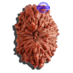 16 Mukhi Rudraksha from Indonesia - Bead No 227