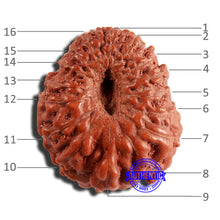 Load image into Gallery viewer, 16 Mukhi Rudraksha from Indonesia - Bead No 266
