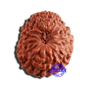 16 Mukhi Rudraksha from Indonesia - Bead No 266