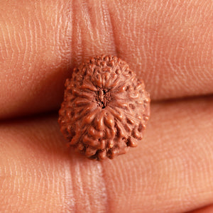 16 Mukhi Rudraksha from Indonesia - Bead No 266