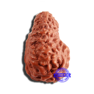 16 Mukhi Rudraksha from Indonesia - Bead No 266