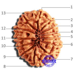 13 Mukhi Nepalese Rudraksha - Bead No. 338