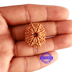 13 Mukhi Nepalese Rudraksha - Bead No. 338