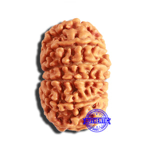 13 Mukhi Nepalese Rudraksha - Bead No. 338