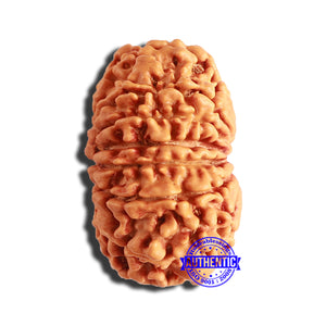 13 Mukhi Nepalese Rudraksha - Bead No. 338