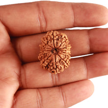 Load image into Gallery viewer, 13 Mukhi Nepalese Rudraksha - Bead No. 340
