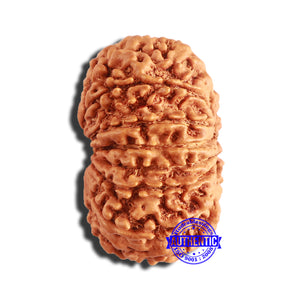 13 Mukhi Nepalese Rudraksha - Bead No. 340