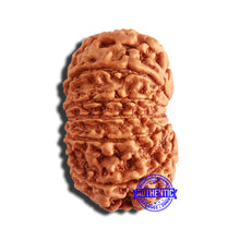 Load image into Gallery viewer, 13 Mukhi Nepalese Rudraksha - Bead No. 340
