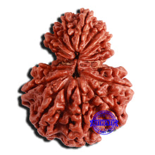 Load image into Gallery viewer, 16 Mukhi Garbh Gauri Rudraksha from Nepal - Bead No. 99
