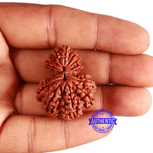 Load image into Gallery viewer, 16 Mukhi Garbh Gauri Rudraksha from Nepal - Bead No. 99
