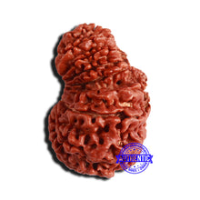 Load image into Gallery viewer, 16 Mukhi Garbh Gauri Rudraksha from Nepal - Bead No. 99
