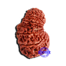 Load image into Gallery viewer, 16 Mukhi Garbh Gauri Rudraksha from Nepal - Bead No. 99
