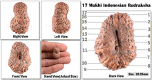 Load image into Gallery viewer, 17 Mukhi Rudraksha from Indonesia - Bead No. 94
