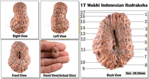 17 Mukhi Rudraksha from Indonesia - Bead No. 94