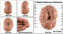 Load image into Gallery viewer, 17 Mukhi Rudraksha from Indonesia - Bead No. 99
