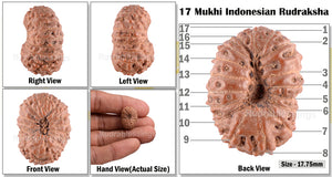 17 Mukhi Rudraksha from Indonesia - Bead No. 99