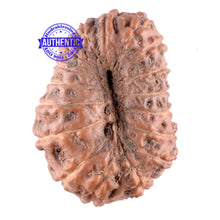 Load image into Gallery viewer, 17 Mukhi Rudraksha from Indonesia - Bead No. 94
