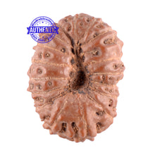 Load image into Gallery viewer, 17 Mukhi Rudraksha from Indonesia - Bead No. 99
