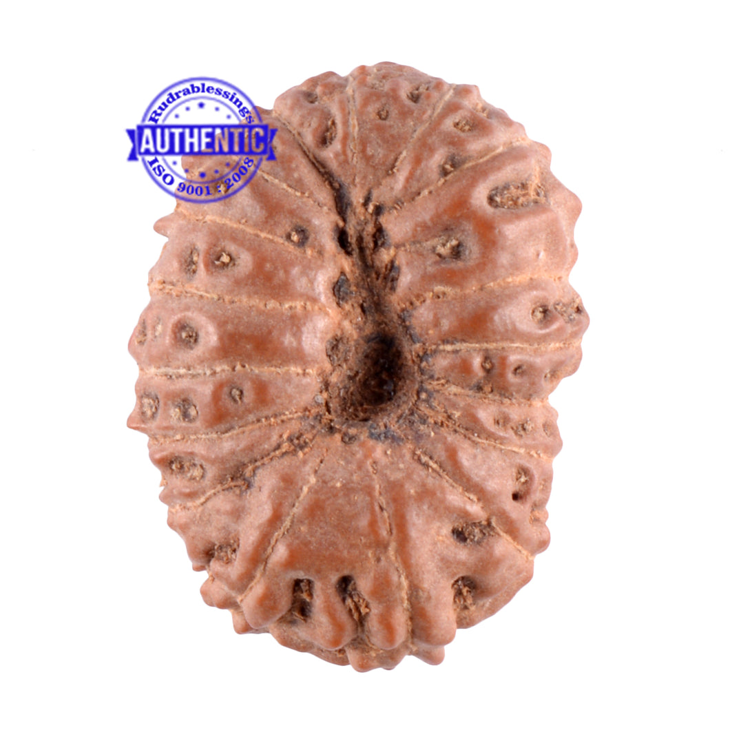 17 Mukhi Rudraksha from Indonesia - Bead No. 99