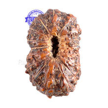 Load image into Gallery viewer, 17 Mukhi Rudraksha from Indonesia - Bead No. 88
